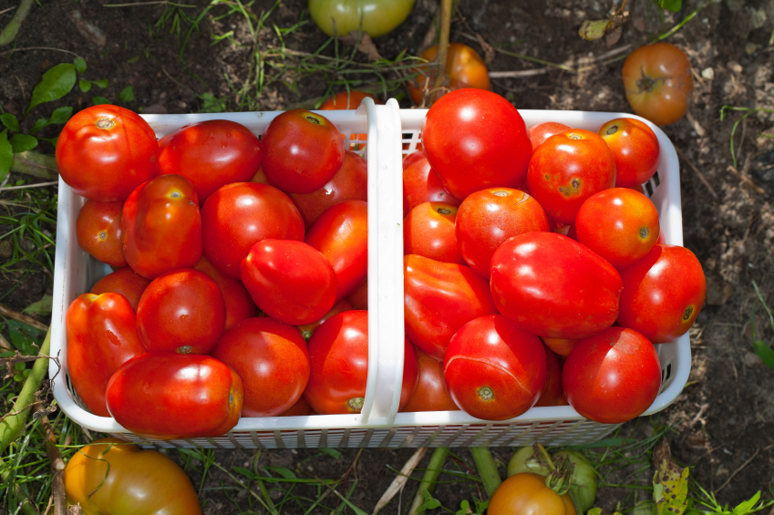 Close-up of a basket of ripe field tomatoes sitting in the garden after gardening