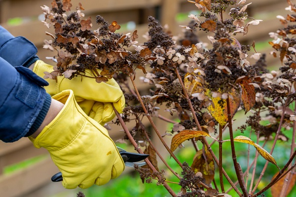 Bush hydrangea cutting or trimming